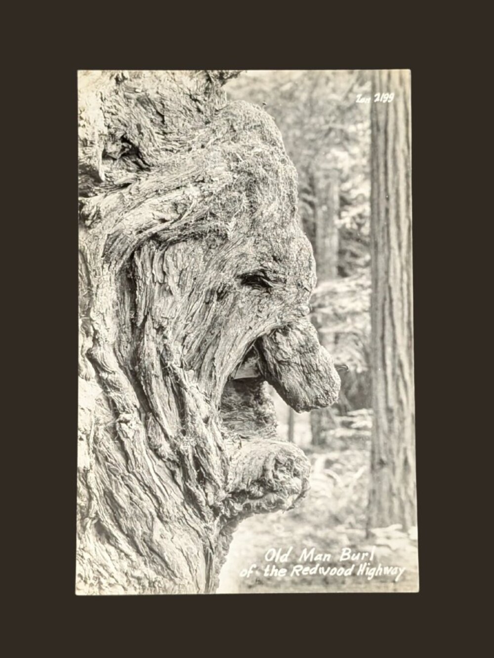 POSTCARD SALE 10/$20 Blank California Old Man Burl Real Photo Postcard RPPC